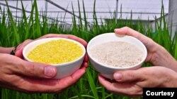 Golden Rice, left, contains beta carotene, the same vitamin A precursor that makes carrots orange. (Credit - IRRI)