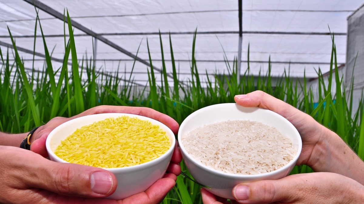 golden rice genetic engineering