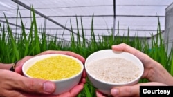 Golden Rice, left, contains beta carotene, the same vitamin A precursor that makes carrots orange. (Credit - IRRI)