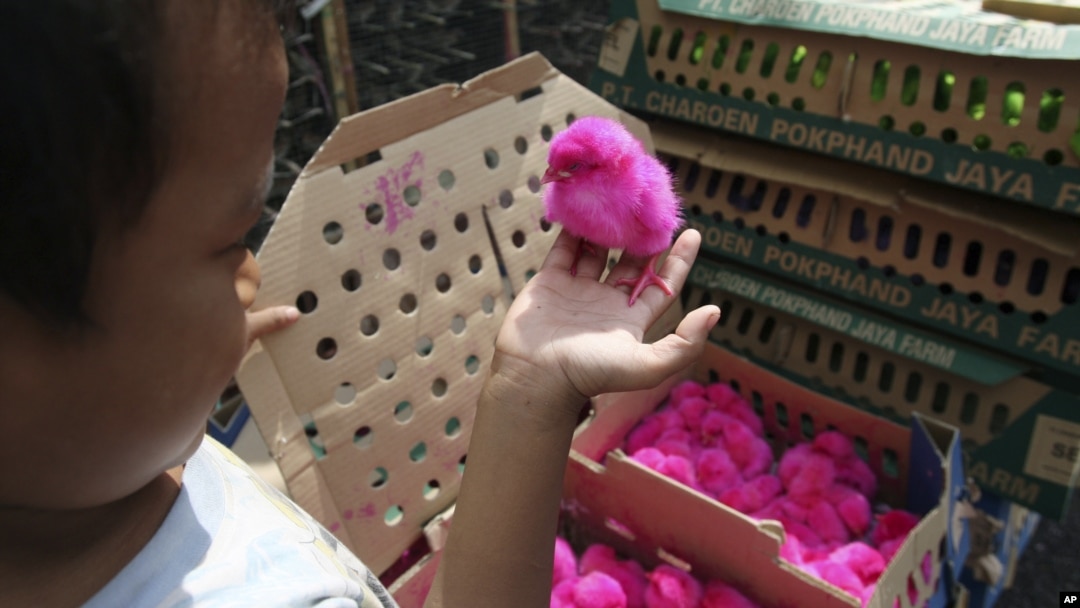 An Indonesian child holds a colored chick to be sold at a chicken farm in Jakarta, Indonesia, December 18, 2012.