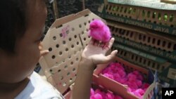 An Indonesian child holds a colored chick to be sold at a chicken farm in Jakarta, Indonesia, December 18, 2012.