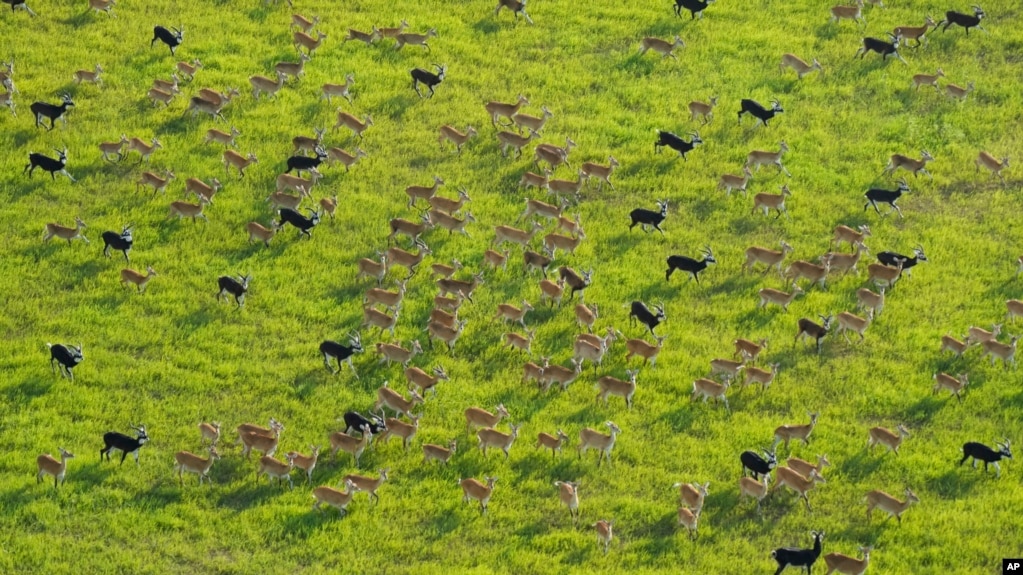 Antelope migrate through national parks and surrounding areas in South Sudan, Tuesday, June 18, 2024. The country's first comprehensive aerial wildlife survey, released Tuesday, June 25, found about 6 million antelope. (AP Photo/Brian Inganga)