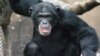 Chimpanzés atacam no Namibe