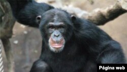 Le centre recueille, entre autres, des chimpanzés, des gorilles, des bonobos et autres petits singes orphelins ou sauvés du braconnage.