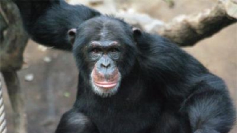 Une oasis pour sauver des animaux traumatisés de l'est de la RDC