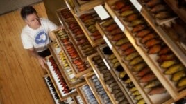 Field Museum ornithologist and collections manager emeritus David Willard, who measured all of the more than 70,000 migratory birds analyzed in the study. Image credit: Field Museum, John Weinstein.