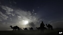 ผู้ส่งออกเนื้อสัตว์กล่าวว่า อูฐตามป่าในออสเตรเลียเป็นทรัพยากรที่ยังไม่ได้นำมาใช้ให้เป็นประโยชน์