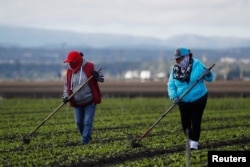 FILE - Migrant workers clean fields amid an outbreak of the coronavirus disease (COVID-19), in the Salinas Valley near Salinas, California, March 30, 2020.