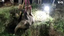 Elephant Hoisted From Well in India