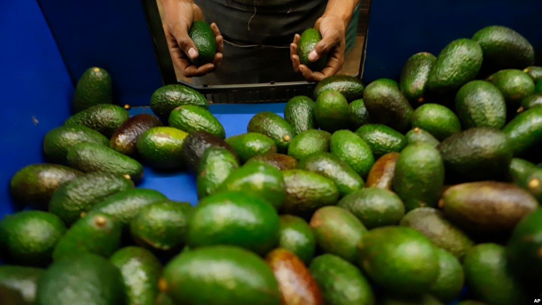Mexico US Avocado Exports