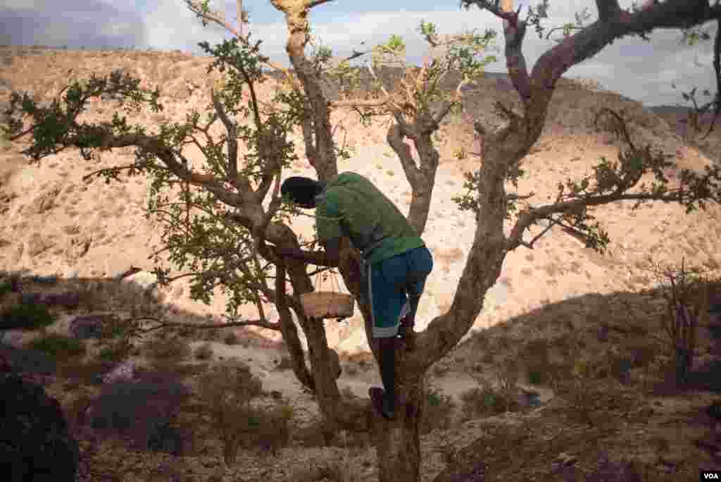 A frankincense harvester balances in a tree perched on a canyon wall near the village of Gudmo, Somaliland, Aug. 3, 2016. (J.Patinkin/VOA)