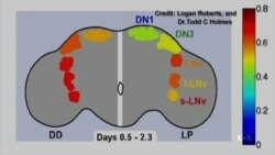 Video of Fruit fly brain in jet lag