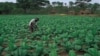 Erratic Rains Prompt Farmers to Start Planting Crops 