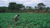 Zimbabwe Farmers Not Accessing Agricultural Inputs
