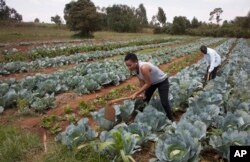 Former reality show contestant Leah Wangari cultivates cabbages at an agricultural training farm in Limuru, near the capital Nairobi, Kenya, Jan. 17, 2018.