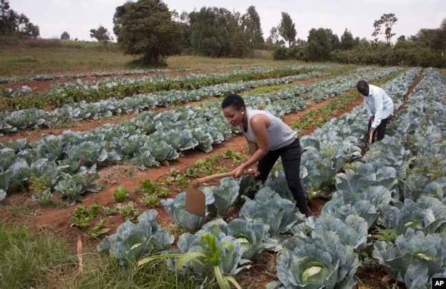 Former reality show contestant Leah Wangari cultivates cabbages at an agricultural training farm in Limuru, near the capital Nairobi, Kenya, Jan. 17, 2018.