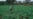 Erratic Rains Prompt Farmers to Start Planting Crops