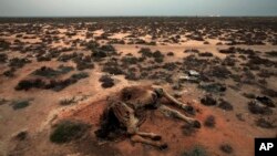 FILE: This picture shows a dead camel in the desert outside the southeastern village of Ben Guerdane, Tunisia. Struggling with extremism and economic woes, Tunisia now faces another menace: persistent drought across several regions that is threatening farming. 