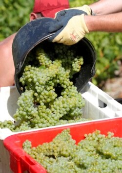 FILE: Grape pickers harvest fruit from the vines in a vineyard during the traditional Champagne wine harvest.