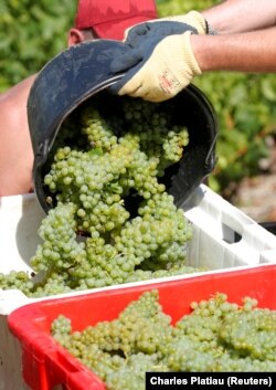 FILE: Grape pickers harvest fruit from the vines in a vineyard during the traditional Champagne wine harvest.