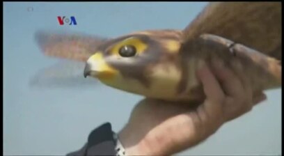 Burung Robotik untuk Usir Burung Liar di Bandara