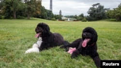 Bo y su hermana Sunny reposan en los jardines de la Casa Blanca.