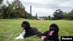 Bo (L) and Sunny, the Obama family's new puppy, are pictured on the South Lawn of the White House in Washington in this photo released on August 19, 2013 by the White House. The White House announced a new resident on Monday. Sunny, a one-year-old Portugu