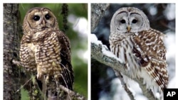  This combination of 2003 and 2006 photos shows a northern spotted owl, left, in the Deschutes National Forest near Camp Sherman, Ore., and a barred owl in East Burke, Vt.