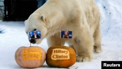 Felix, a male polar bear, stands near pumpkins with portraits of U.S. presidential nominees Hillary Clinton and Donald Trump as it predicts the result of U.S. presidential election at the Royev Ruchey zoo in Krasnoyarsk, Siberia, Russia, November 7, 2016.