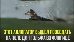 Большая рыба для большого аллигатора