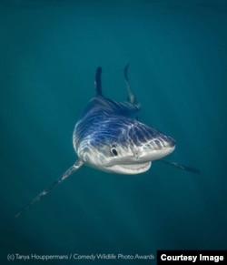 Think Tank Under the Sea Category Award: 'Smiling Shark' - Tanya Houppermans - Rhode Island, USA. (Comedy Wildlife Photography Awards)