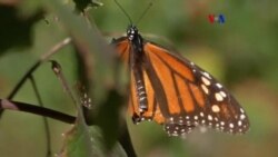 Amenazada migración de mariposas monarca por cambio climático