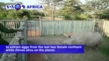 VOA60 Africa - Kenya: Scientists extract eggs from the last two female northern white rhinos alive on the planet