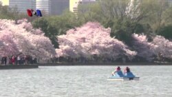 Musim Sakura Meriahkan Washington DC