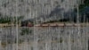 A steam train travels through the 'Harz' forest, damaged by bark beetle, at the 1,142-meter (3,743 feet) high Brocken mountain near Schierke, Germany, Oct. 20, 2024. 