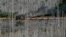 A steam train travels through the 'Harz' forest, damaged by bark beetle, at the 1,142-meter (3,743 feet) high Brocken mountain near Schierke, Germany, Oct. 20, 2024. 