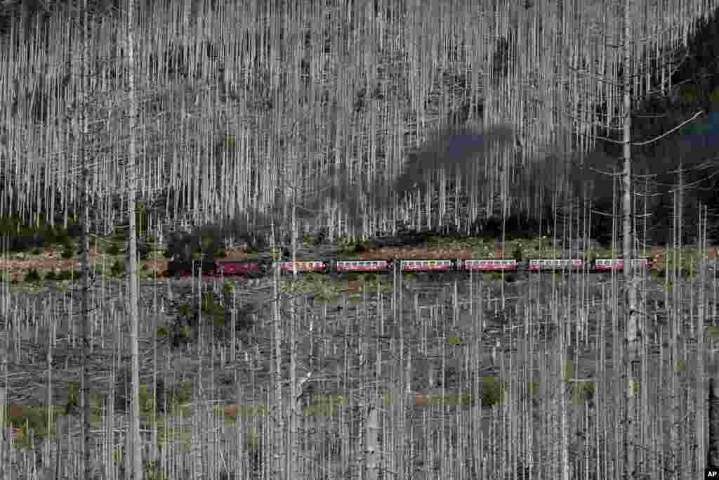 A steam train travels through the &#39;Harz&#39; forest, damaged by bark beetle, at the 1,142-meter (3,743 feet) high Brocken mountain near Schierke, Germany.