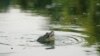 Protecting Freshwater Turtles 