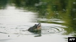 A rare giant soft-shelled turtle swims in Hoan Kiem lake in Hanoi, Vietnam.