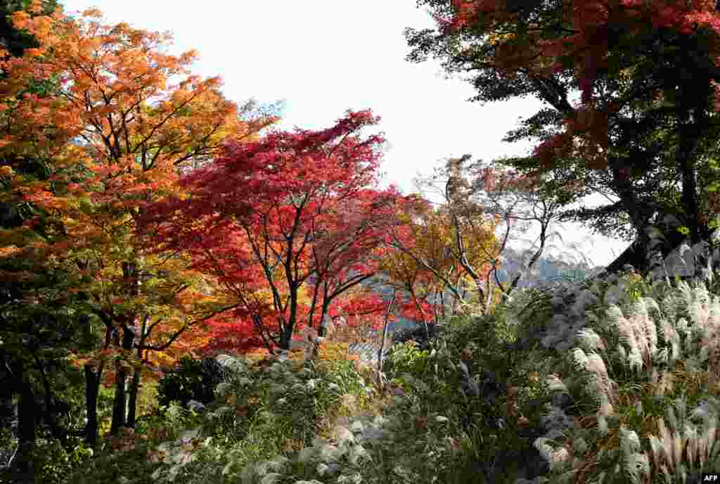 Leaves change their color in the autumn season in Hakone town, Kanagawa prefecture, some 100 kilometres west of Tokyo, Japan.