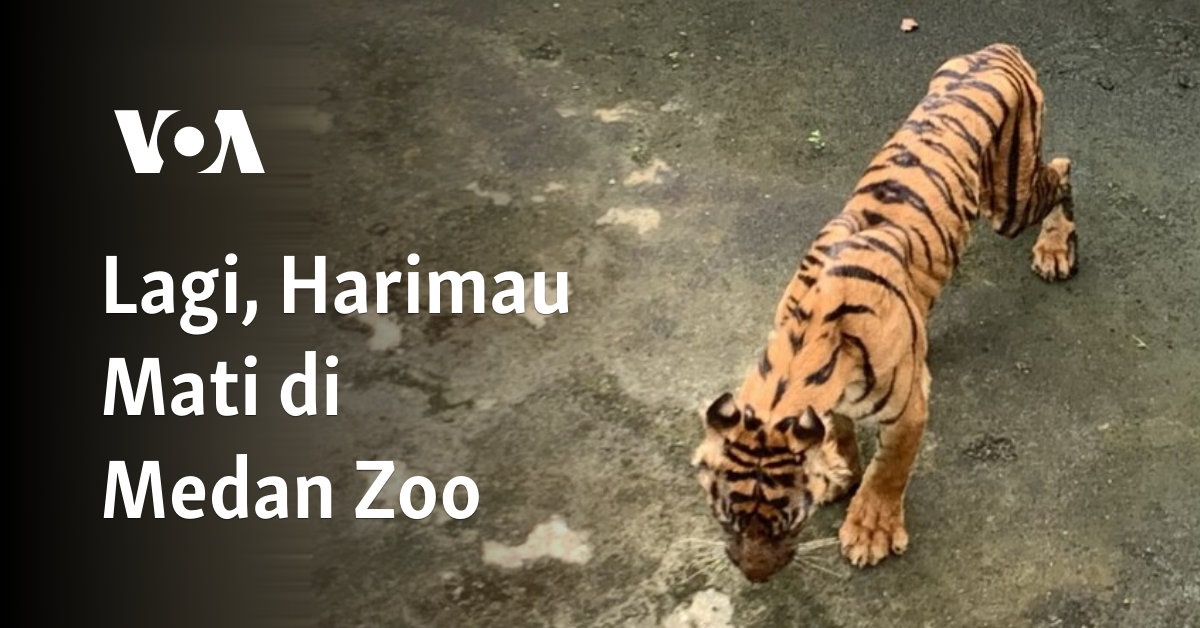 Harimau Sumatera Tapete