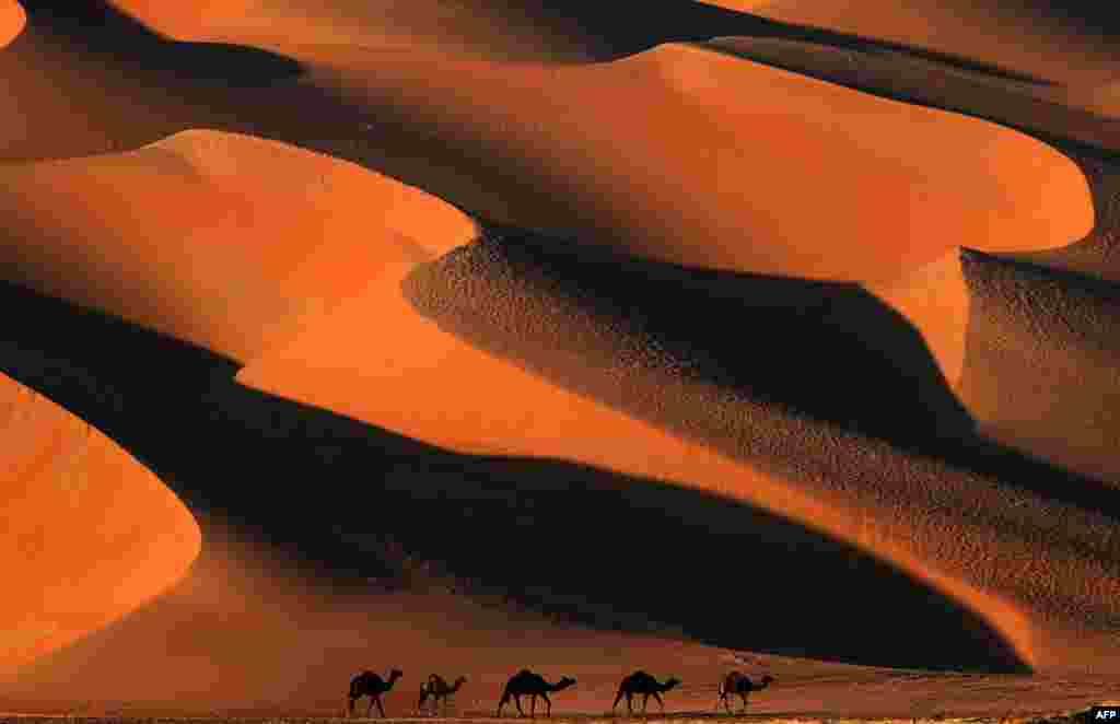 Camels walk across the Liwa desert, some 250 kilometers west of the Gulf emirate of Abu Dhabi, during the Liwa 2018 Moreeb Dune Festival.