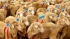 Herd Mentality: Sheepdogs Provide Lessons in Crowd Control