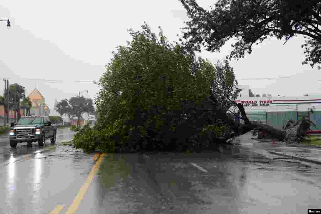 Yon pye bwa ki tonbe e ki bare Biscayne Blvd. pandan siklon Irma rive nan Hollywood, Florid, jounen 10 septanm 2017 la