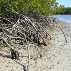 A mangrove swamp