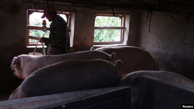 中国黑龙江省哈尔滨市郊一个养猪场的工人在喂猪。（2018年9月5日）