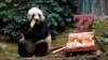 Panda Tertua Dunia Rayakan Ulang Tahun dengan Bambu, Kue