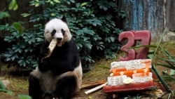 Panda raksasa Jia Jia memakan bambu di samping kue ulang tahun yang disiapkan untuknya di Ocean Park, Hong Kong, pada 28 Juli 2015. (Foto: AP/Kin Cheung)