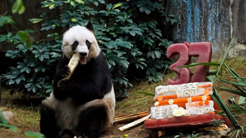 Peringatan Serah Terima Hong Kong, Pemimpin Umumkan 2 Panda Baru akan Segera Tiba 