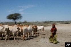 Springs are drying out from the drought in Southern Ethiopia forcing pastoralists to push their cattle long distances for scarce resources.